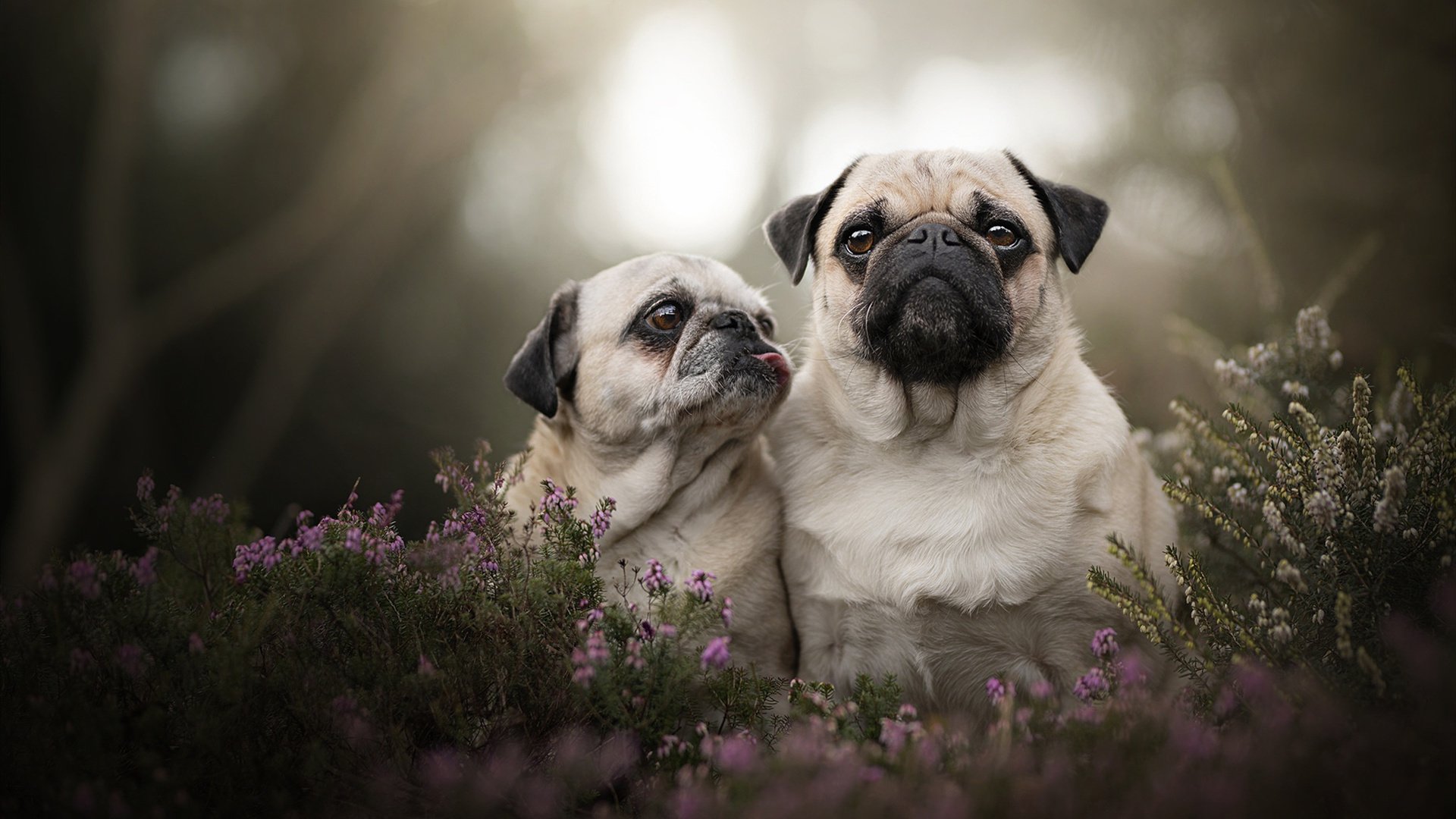 史上最“炫酷”的犀利三分：库里在总冠军赛中单场投中七个三分！