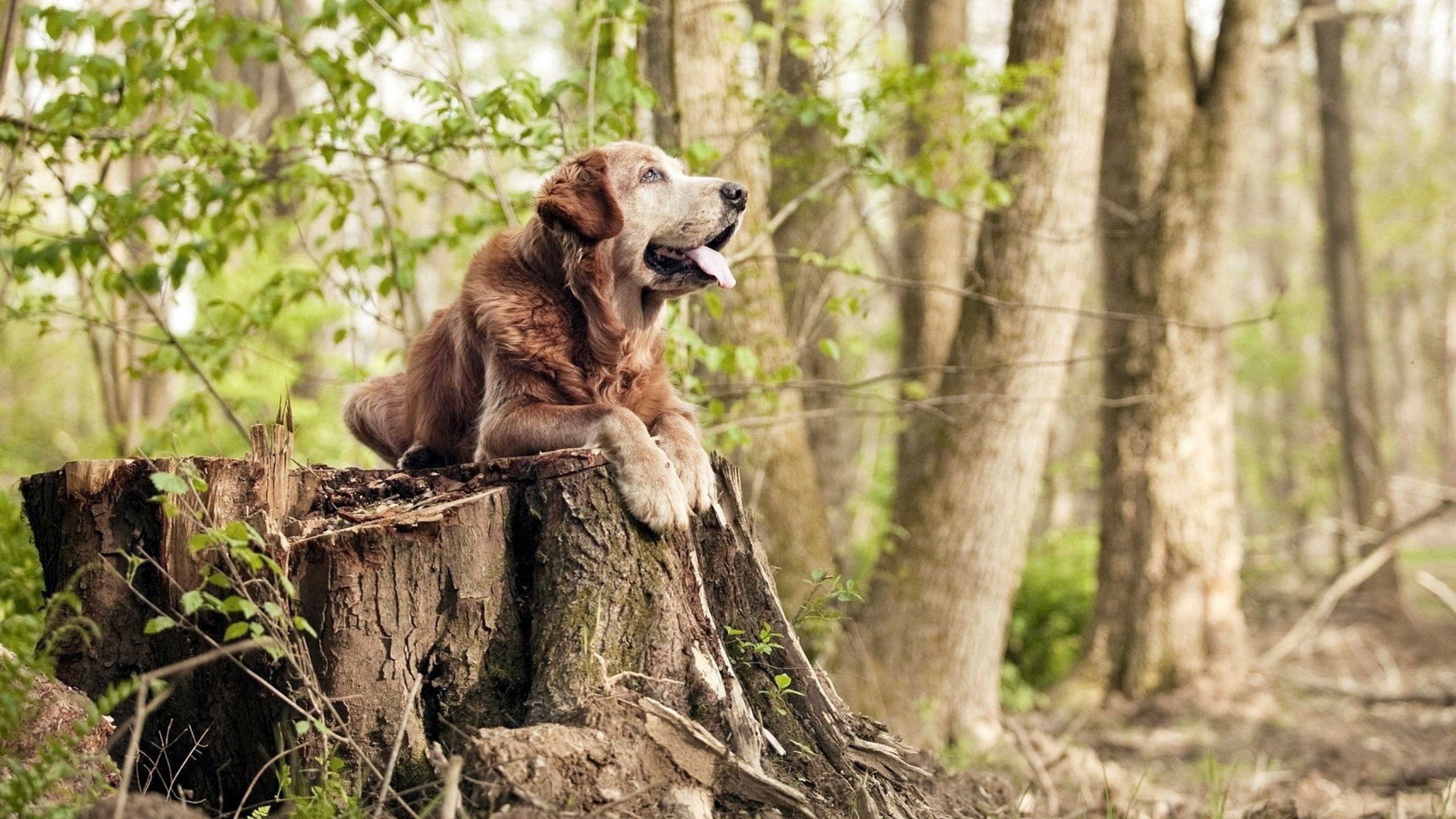 红魔星光：比利时足球女将与西班牙会师，比利时足球新星