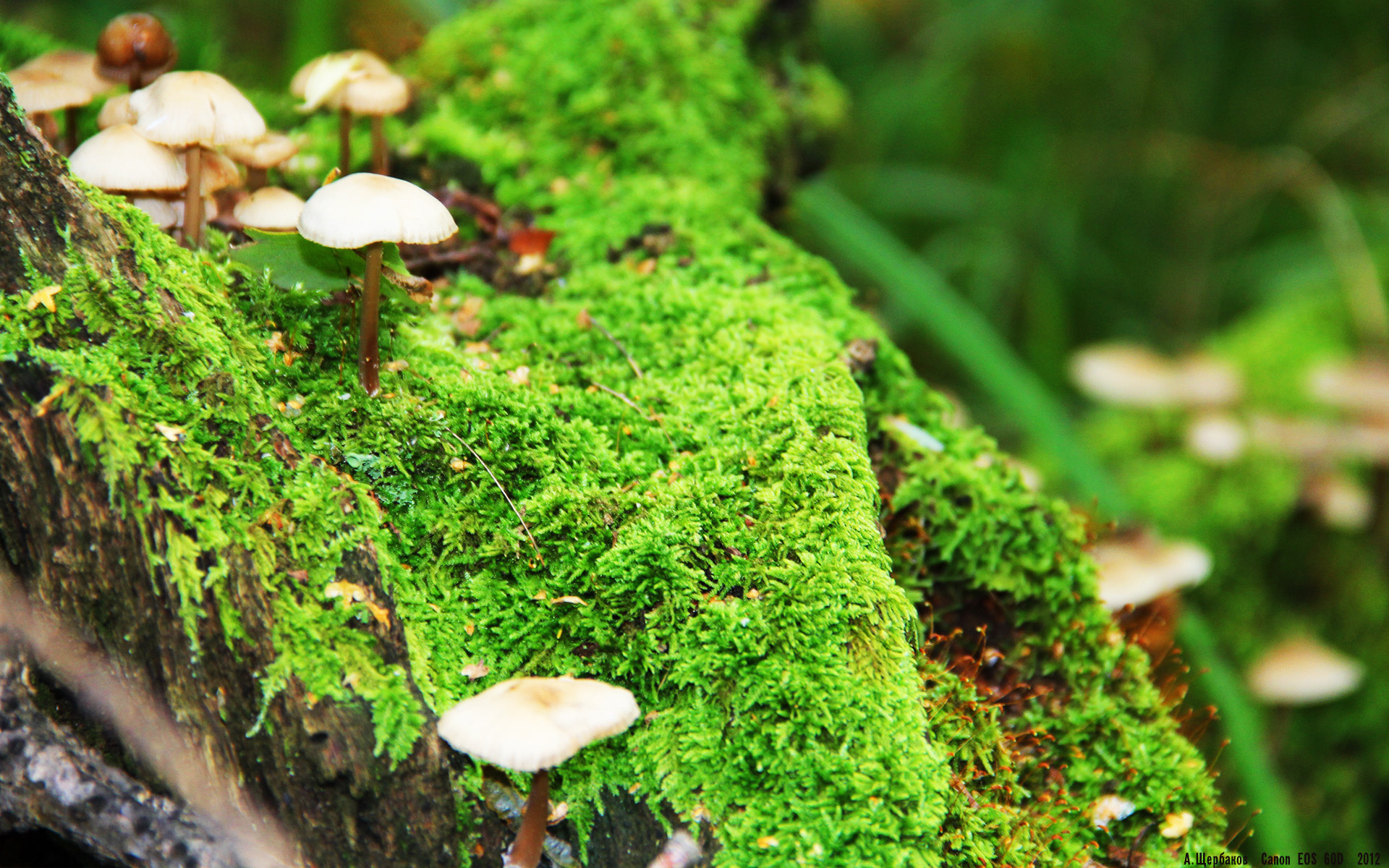 英雄联盟全球观众人数突破新高，英雄联盟全球人数统计