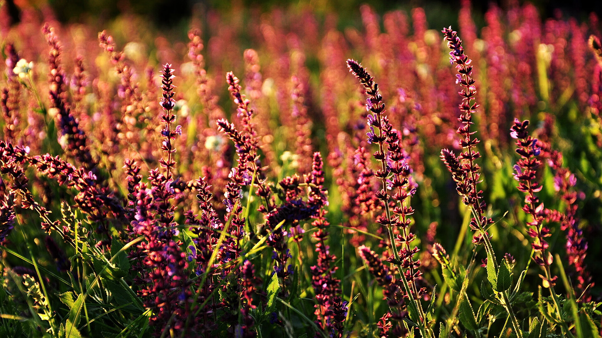 Jiu You-体育新闻中心上线体育内容多端分发系统，体育新闻报道栏目