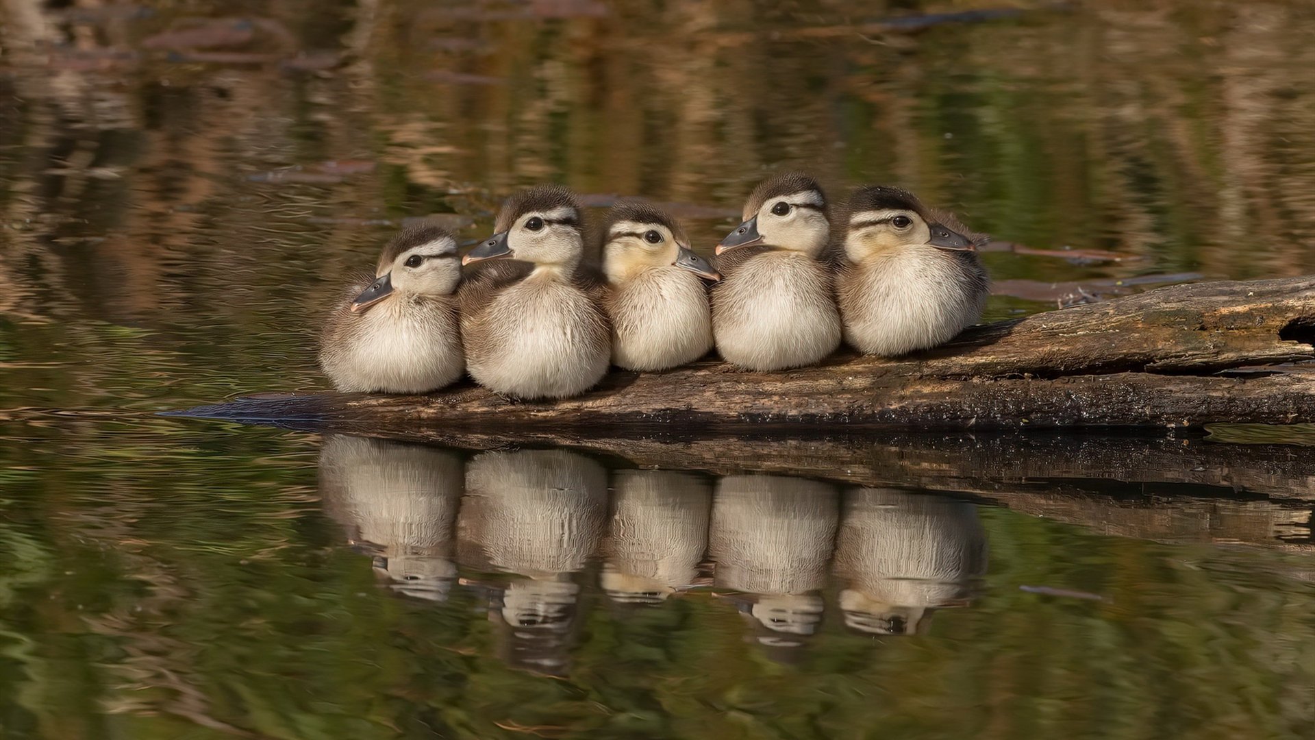 俱乐部资金链断裂频发，俱乐部能盈利吗