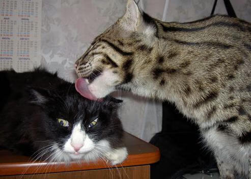 博塔弗戈门将单场扑救数创新高，博塔弗戈对累体育