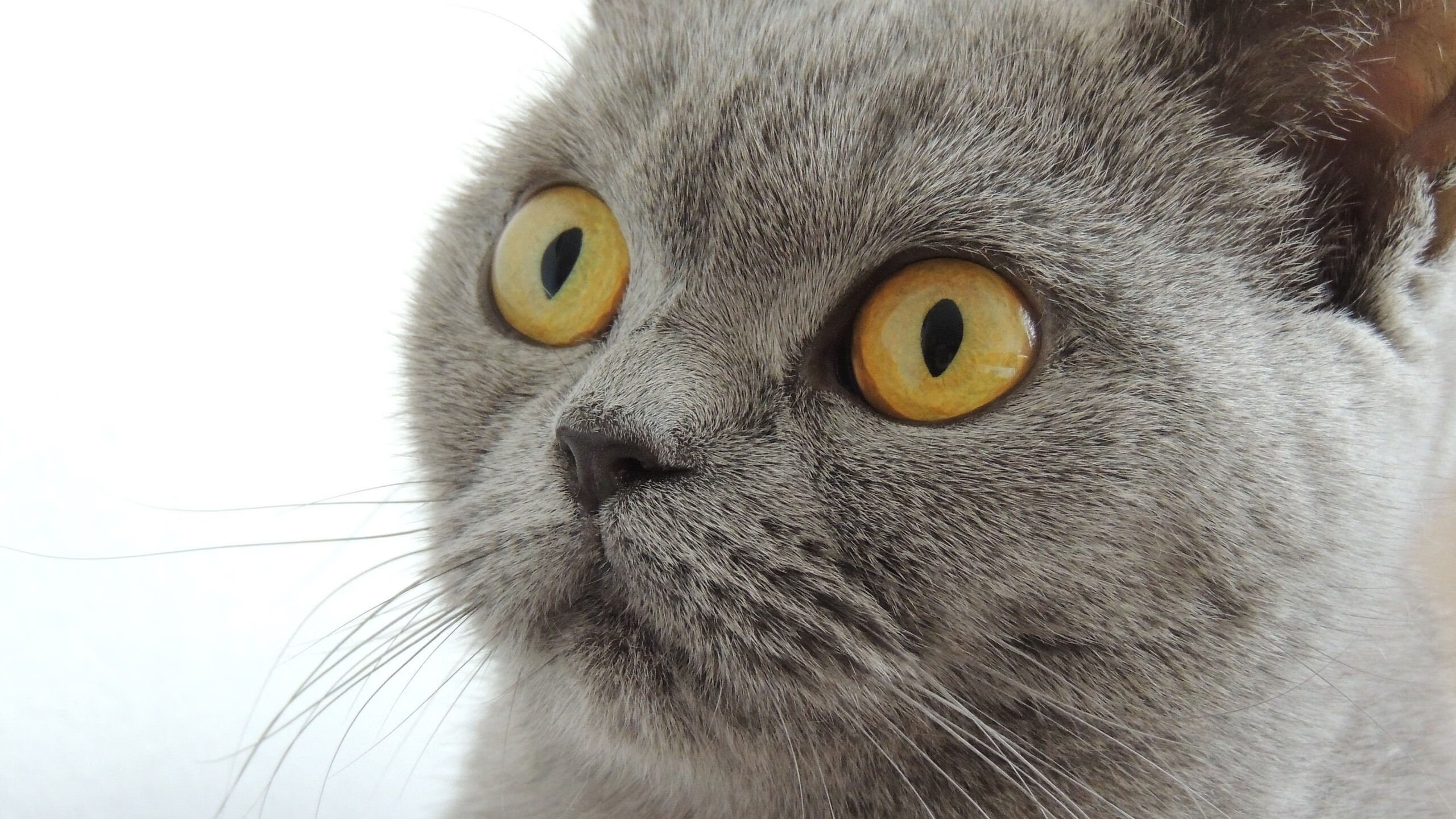 九游网页版官网-国家女篮备战亚洲赛事注重技战术细节和团队配合，女篮亚洲版