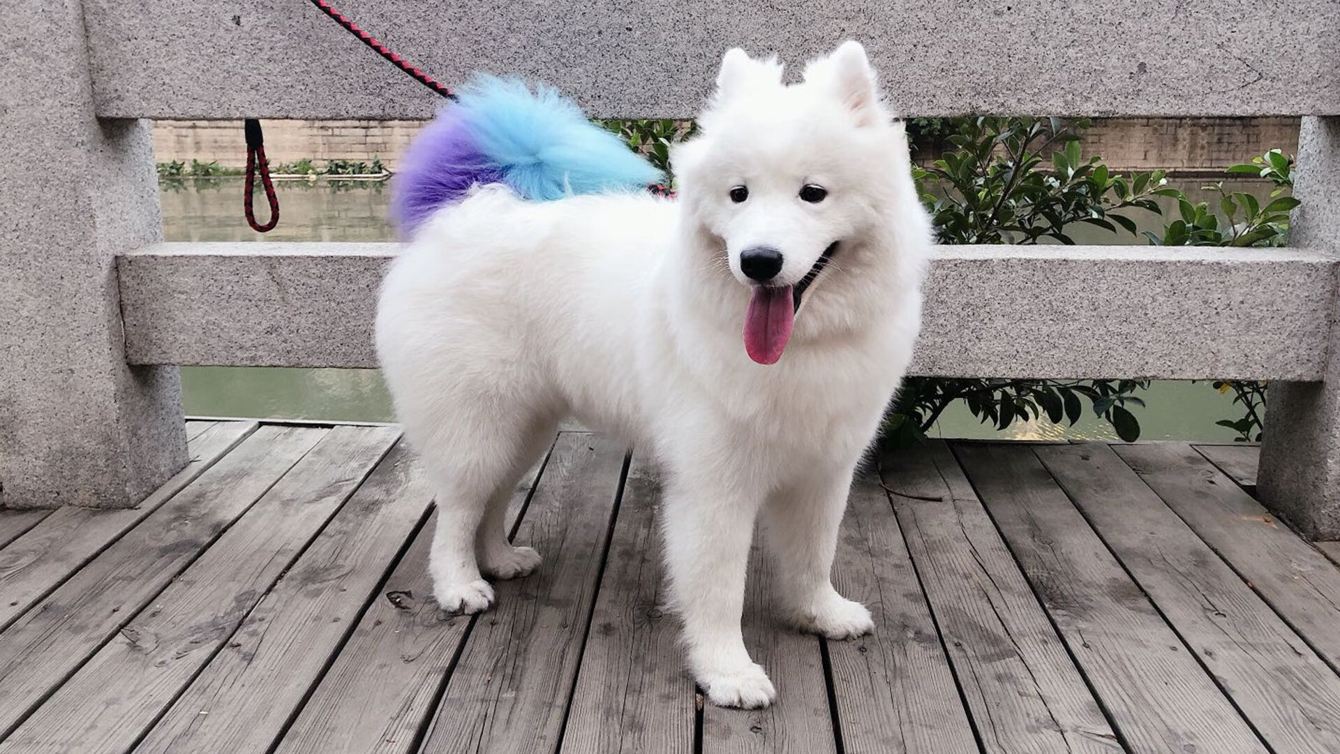 九游app官网下载-谷爱凌新项目尝试跳跃动作成功，谷爱凌大跳台收获铜牌